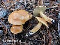 Suillus bovinus-amf308-1